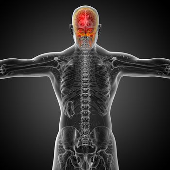 3d render medical illustration of the skull - back view