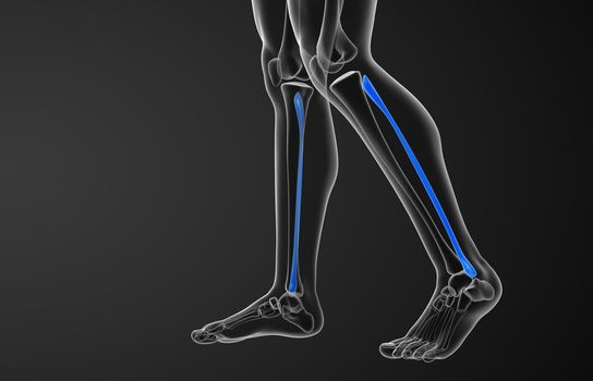 3d rendered illustration of the fibula bone - side view