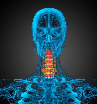 3d render medical illustration of the neck bone - front view