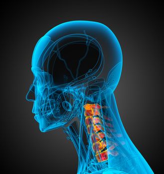 3d render medical illustration of the neck bone - side view