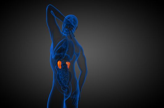 3d render medical illustration of the human kidney - side view