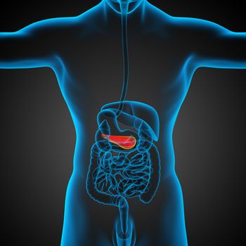 3d render medical illustration of the pancrease - back view