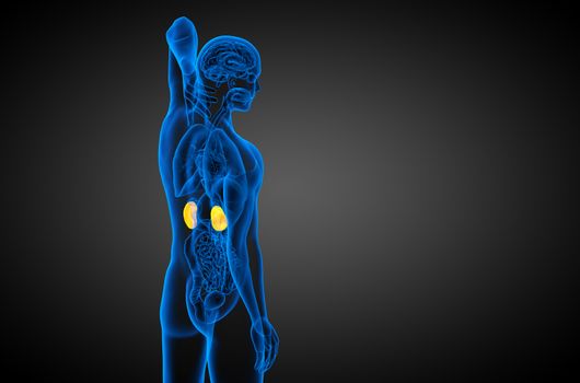 3d render medical illustration of the human kidney - side view