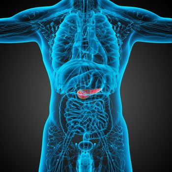 3d render medical illustration of the pancrease - front view