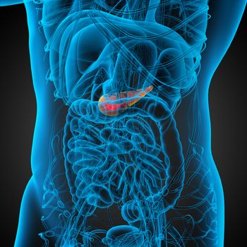 3d render medical illustration of the pancrease - side view