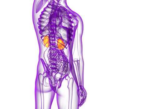 3d render medical illustration of the human kidney - side view