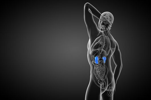 3d render medical illustration of the human kidney - side view