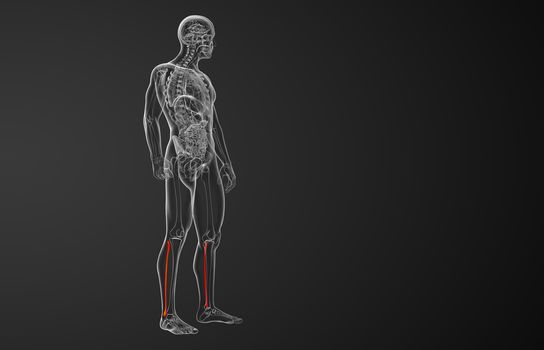 3d rendered illustration of the fibula bone - side view