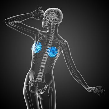 3d render medical illustration of the human breast - back view