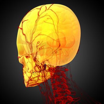 3d render medical illustration of the skull - back view