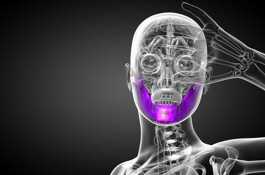 3d rendered illustration - jaw bone - front view
