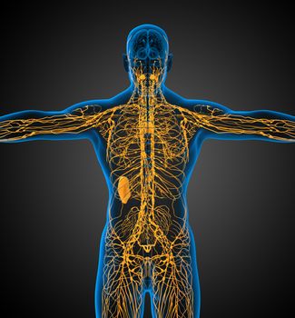 3d render medical illustration of the lymphatic system - back view