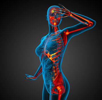 3D medical illustration of the human skeleton - front view