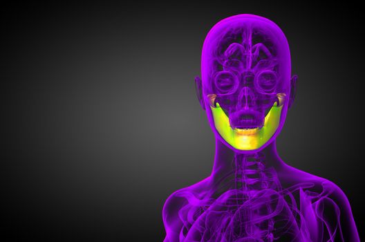 3d rendered illustration - jaw bone - front view