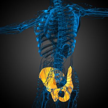 3d render medical illustration of the pelvis bone - side view