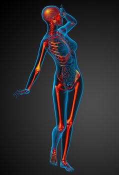 3D medical illustration of the human skeleton - side view