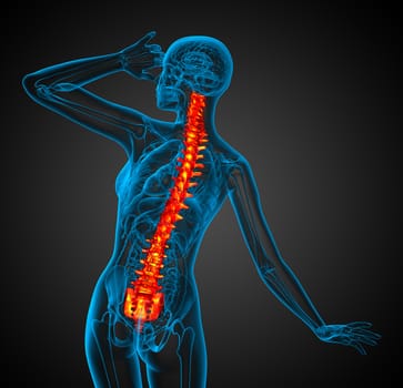 3d render medical illustration of the human spine - back view