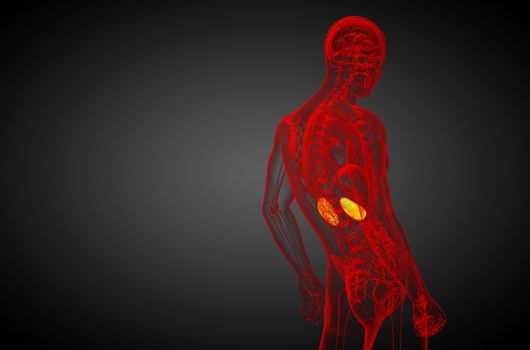 3d render medical illustration of the human kidney - side view