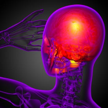 3d render medical illustration of the skull - back view