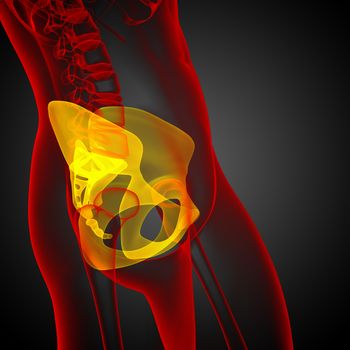 3d render medical illustration of the pelvis bone - side view