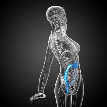 3d render medical illustration of the human larg intestine - side view
