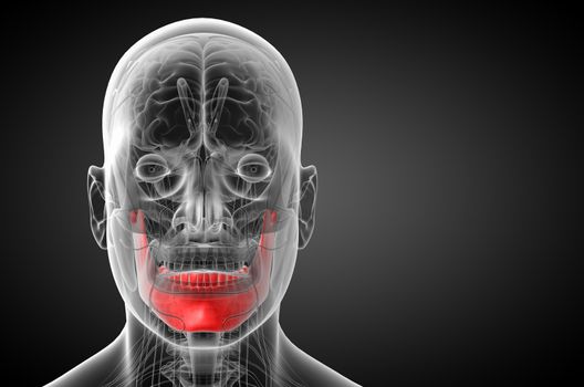 3d rendered illustration - jaw bone - front view