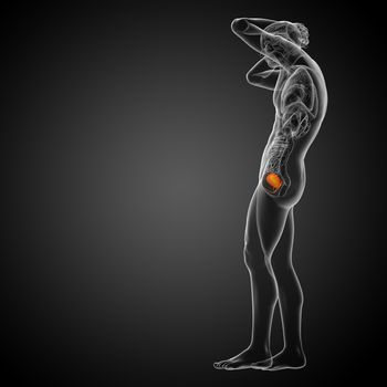 3d render medical illustration of the bladder - side view
