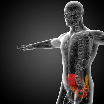 3d render medical illustration of the pelvis bone - side view