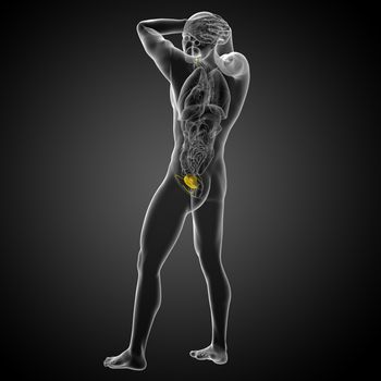 3d render medical illustration of the bladder - side view