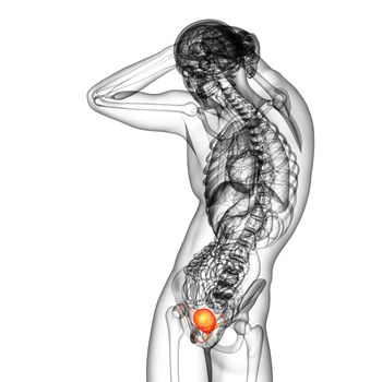 3d render medical illustration of the bladder - side view