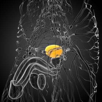 3d render medical illustration of the bladder - side view