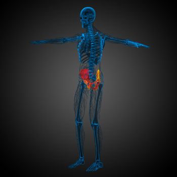 3d render medical illustration of the pelvis bone - side view