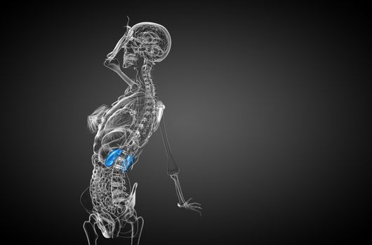 3d render medical illustration of the human kidney - side view