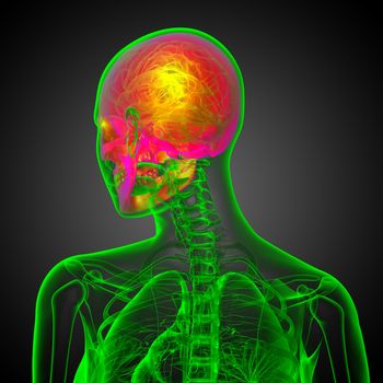 3d render medical illustration of the skull - back view