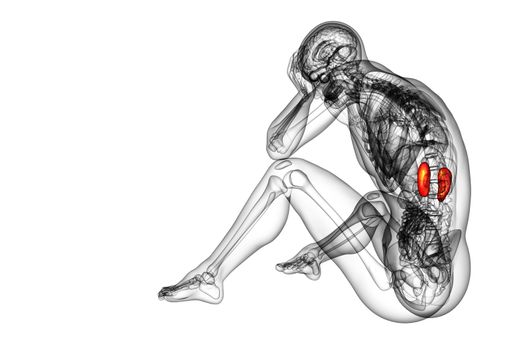 3d render medical illustration of the human kidney - side view