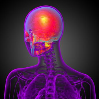 3d render medical illustration of the skull - back view