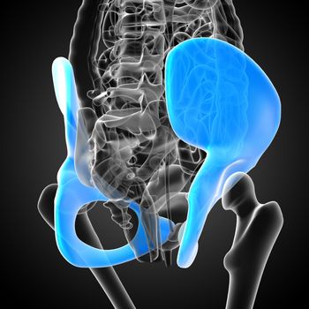 3d render medical illustration of the pelvis bone - side view