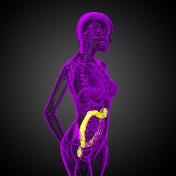 3d render medical illustration of the human larg intestine - side view