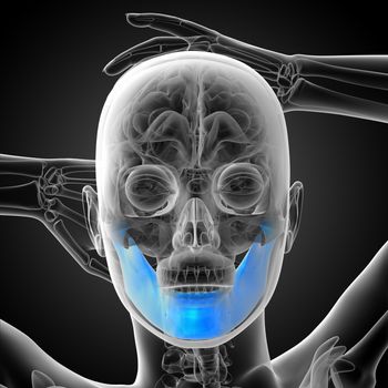 3d rendered illustration - jaw bone - front view