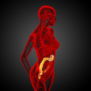 3d render medical illustration of the human larg intestine - side view