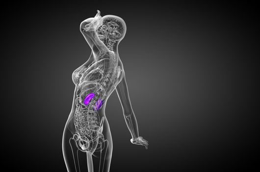 3d render medical illustration of the human kidney - side view