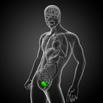 3d render medical illustration of the bladder - side view