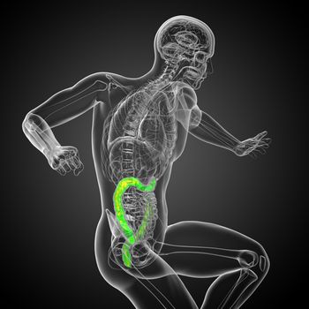 3d render medical illustration of the human larg intestine - side view