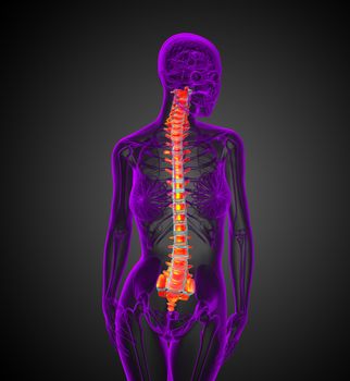 3d render medical illustration of the human spine - front view