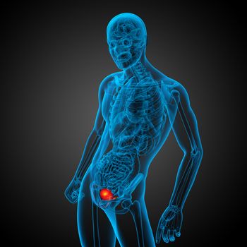 3d render medical illustration of the bladder - side view