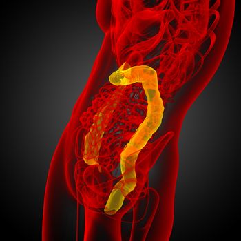 3d render medical illustration of the human larg intestine - side view