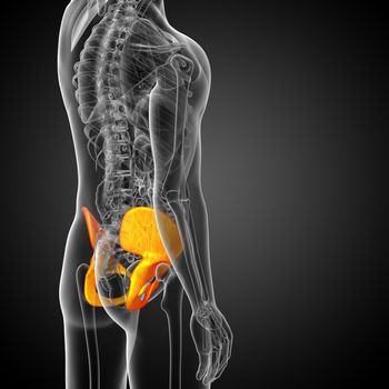 3d render medical illustration of the pelvis bone - side view