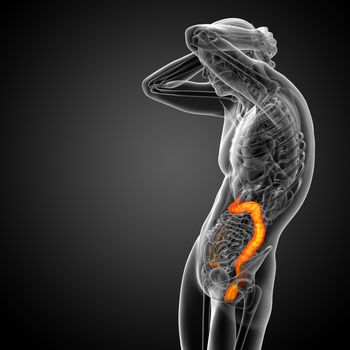 3d render medical illustration of the human larg intestine - side view