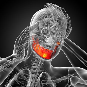 3d rendered illustration - jaw bone - front view