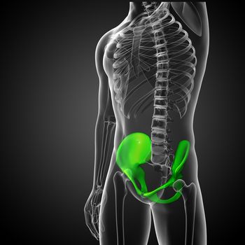 3d render medical illustration of the pelvis bone - side view